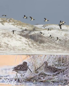 PARENTH&Egrave;SE NATURE AU COEUR DU ZWIN 